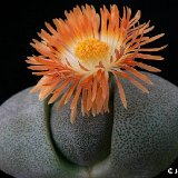 Pleiospilos nelii ©JLcoll.3869.JPG